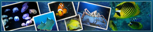 Sealife.com Tiere