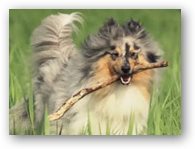 ALSA Hundewelt Videos