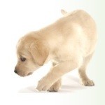 Gratis Hill’s Ideal Balance Hundefutter (700g) bei Dogspot