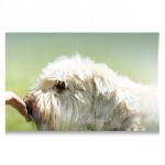 Kostenlose Hundefutterprobe von Platinum