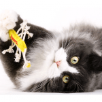 Gratis Katzenfutterproben anfordern + 5,- Euro Gutschein geschenkt