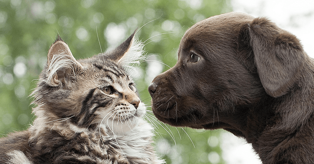 Gratis Hunde- und Katzenfutterprobe von bosch Petfoods